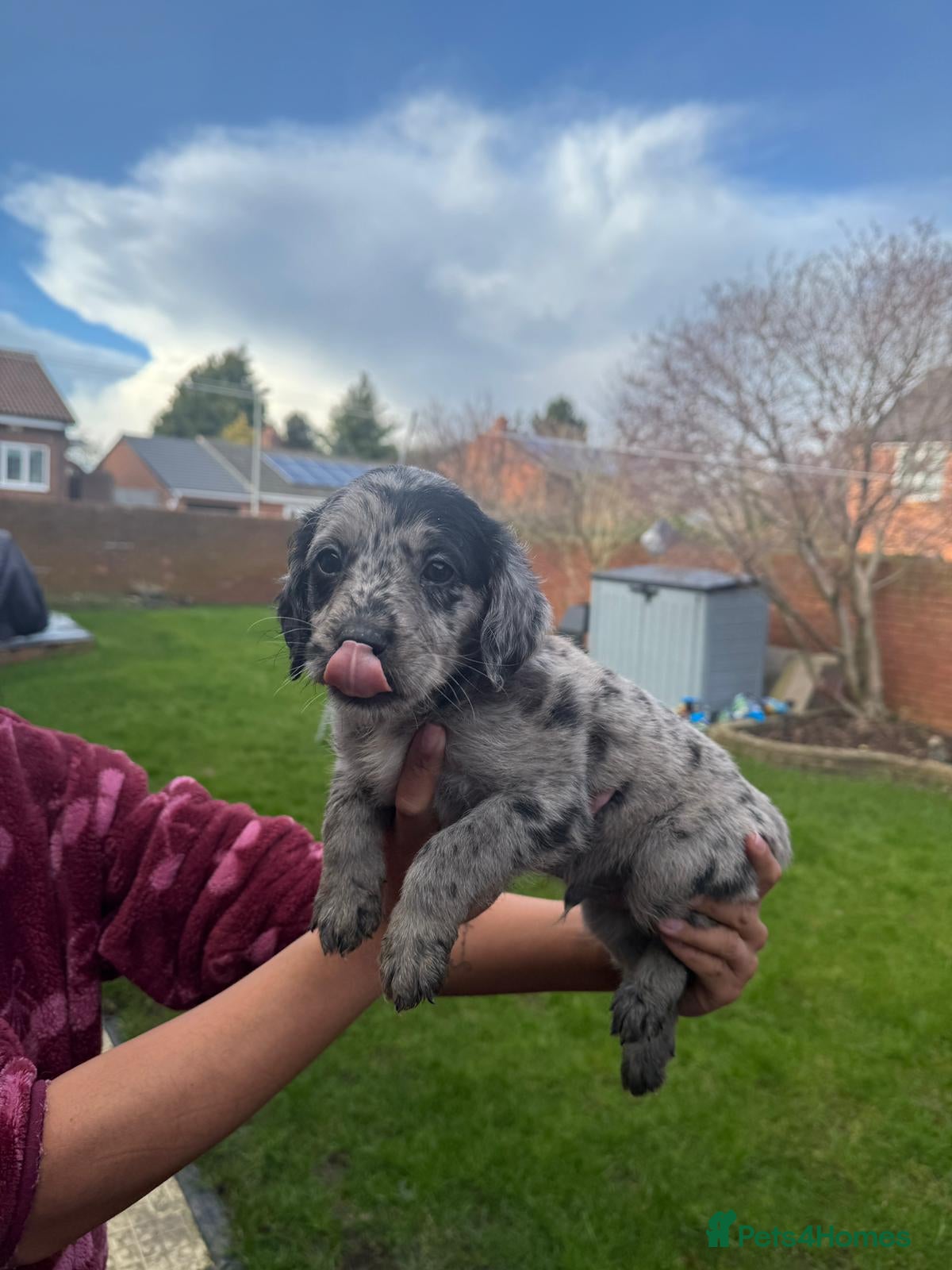 Labradoodle dogs miniature labradoodles pups  - Advert 3