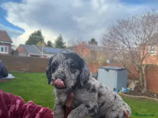 Labradoodle dogs miniature labradoodles pups - Advert 3