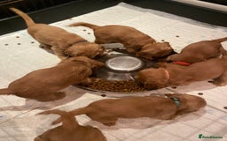Cocker Spaniel dogs for sale: KC Reg Show Type Golden Cocker Spaniel puppies - Image 29