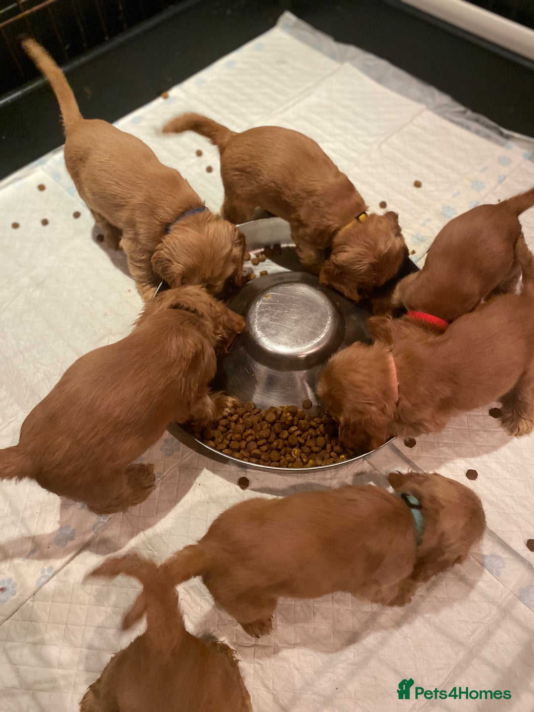 Cocker Spaniel dogs for sale: KC Reg Show Type Golden Cocker Spaniel puppies - Image 29