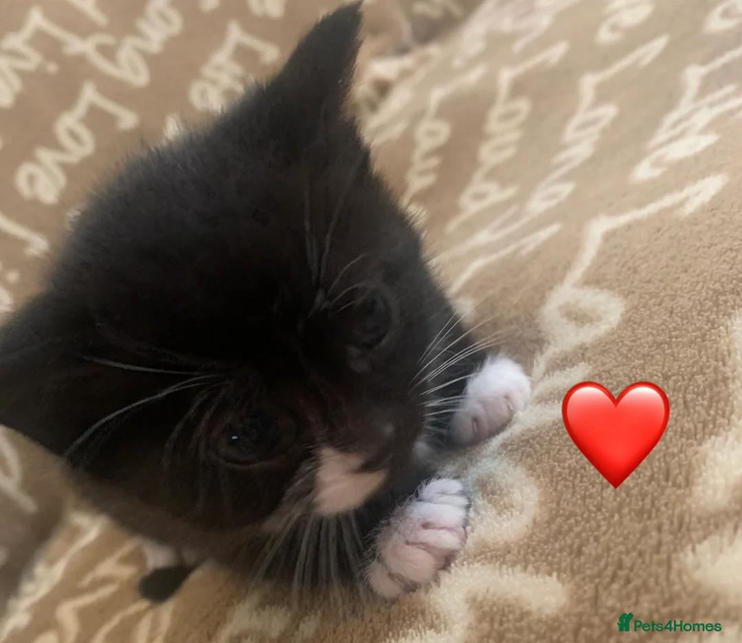 Mixed Breed cats for sale: Friendly and playful kittens  in Liverpool - Advert 7