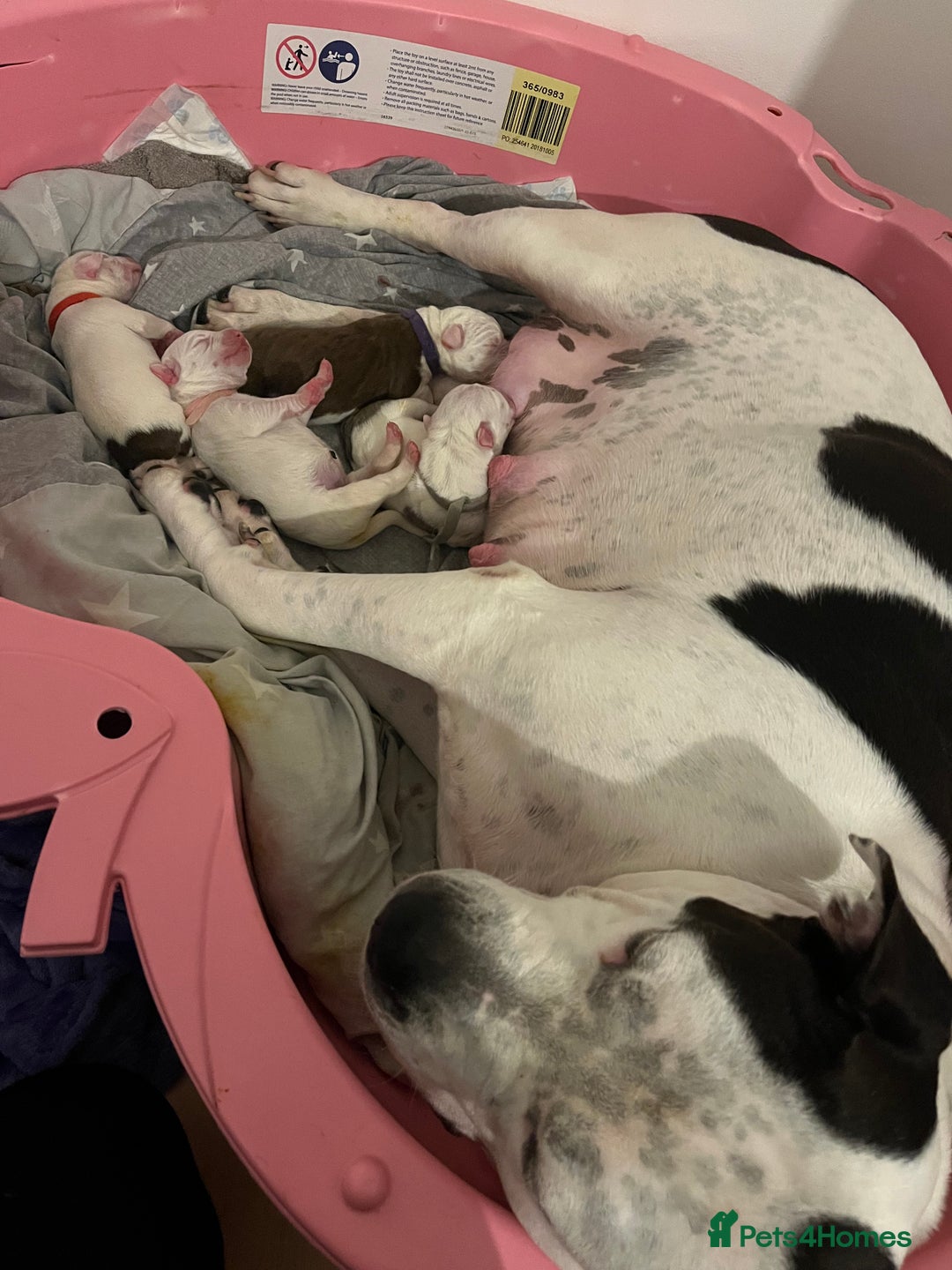 Mixed Breed dogs for sale: 4 beautiful American bully cross staffy puppies - Image 2