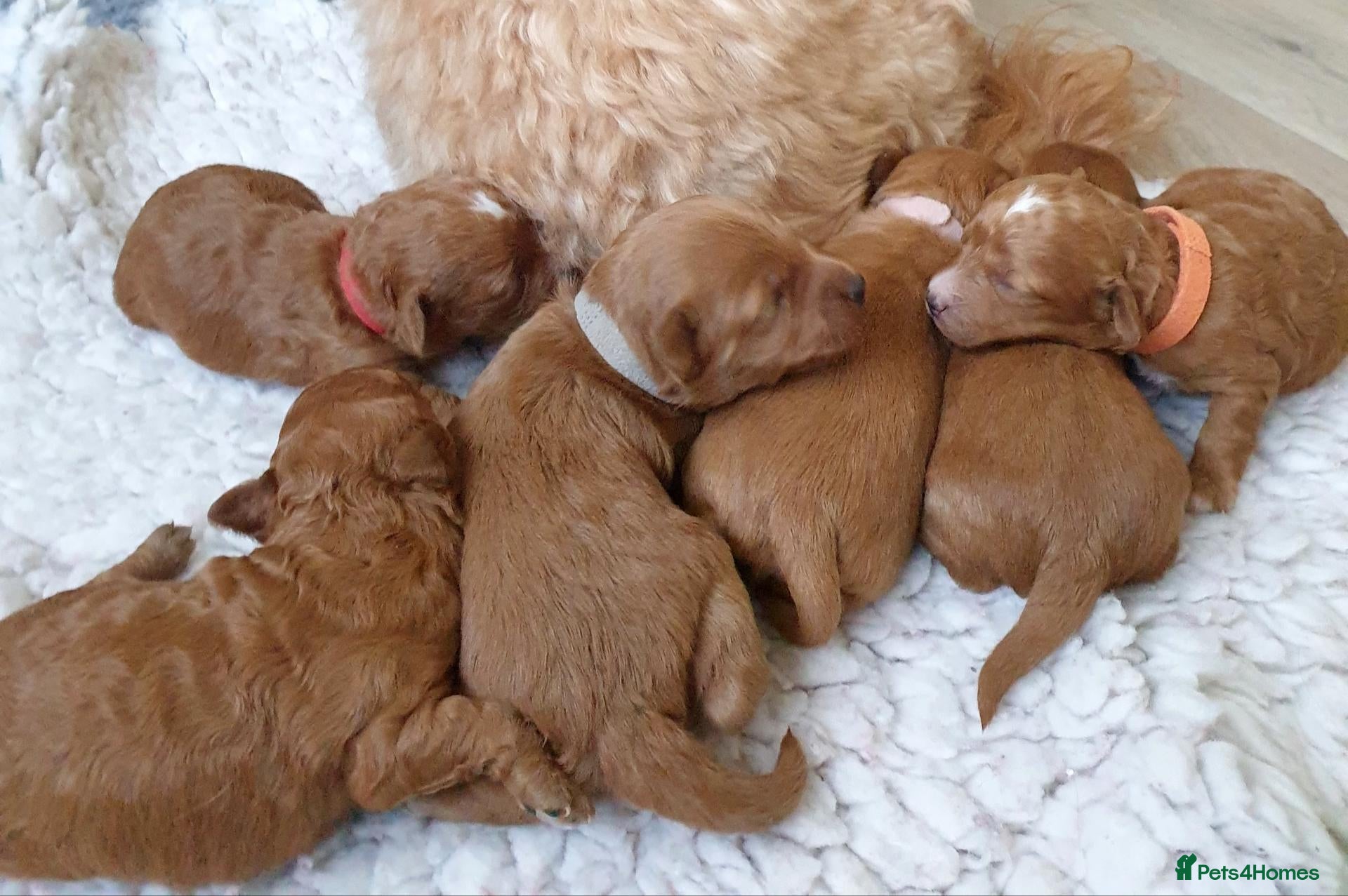 Coton De Tulear dogs for sale: Cotonoodle/Cotonpoo's DNA tested parents - Advert 6