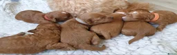 Coton De Tulear dogs for sale: Cotonoodle/Cotonpoo's DNA tested parents - Advert 4