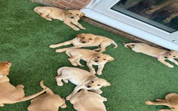 Labrador Retriever dogs for sale: Golden and fox red lab puppies ready to leave now - Image 12