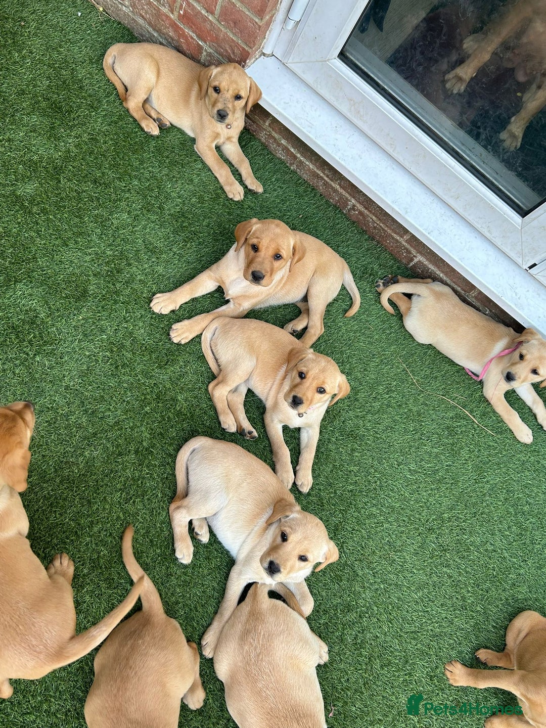 Labrador Retriever dogs for sale: Golden and fox red lab puppies ready to leave now - Image 12
