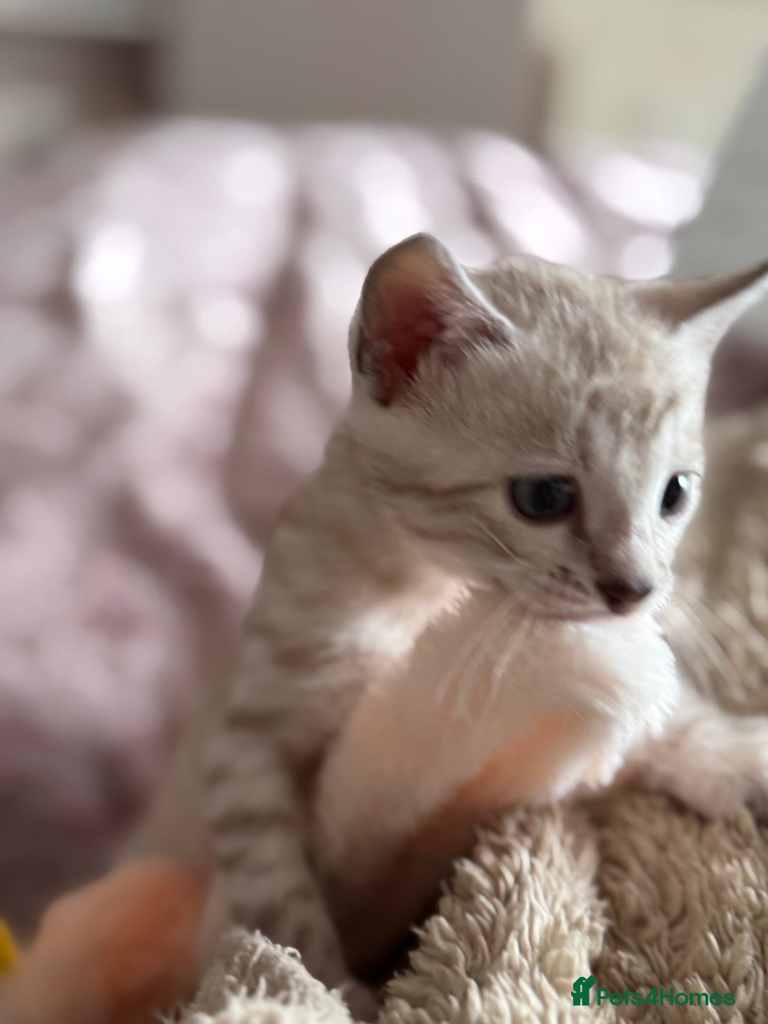 Bengal cats for sale: 💙Stunning Silver Mink Bengal TICA registered  - Image 28