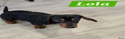 Dachshund dogs for sale: Beautiful Daxis - Advert 2