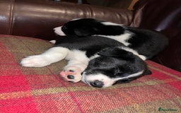 Border Collie dogs for sale: Border Collie Pups - Advert 10