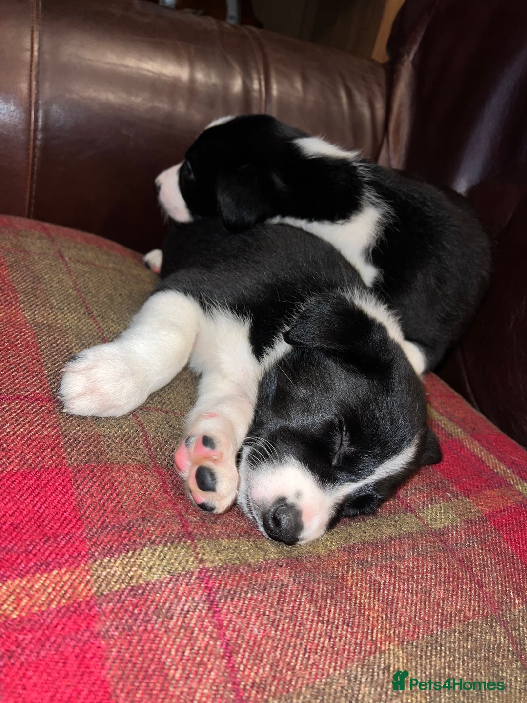 Border Collie dogs for sale: Border Collie Pups - Advert 10