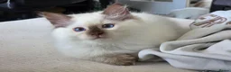 Ragdoll cats for sale: GCCF REGISTERED RAGDOLL KITTENS  - Advert 17
