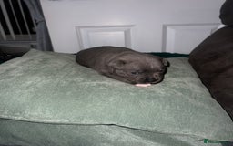 Staffordshire Bull Terrier dogs for sale: 🏆  GRAND CHAMPION Staffordshire Bull Terrier Pups - Image 15