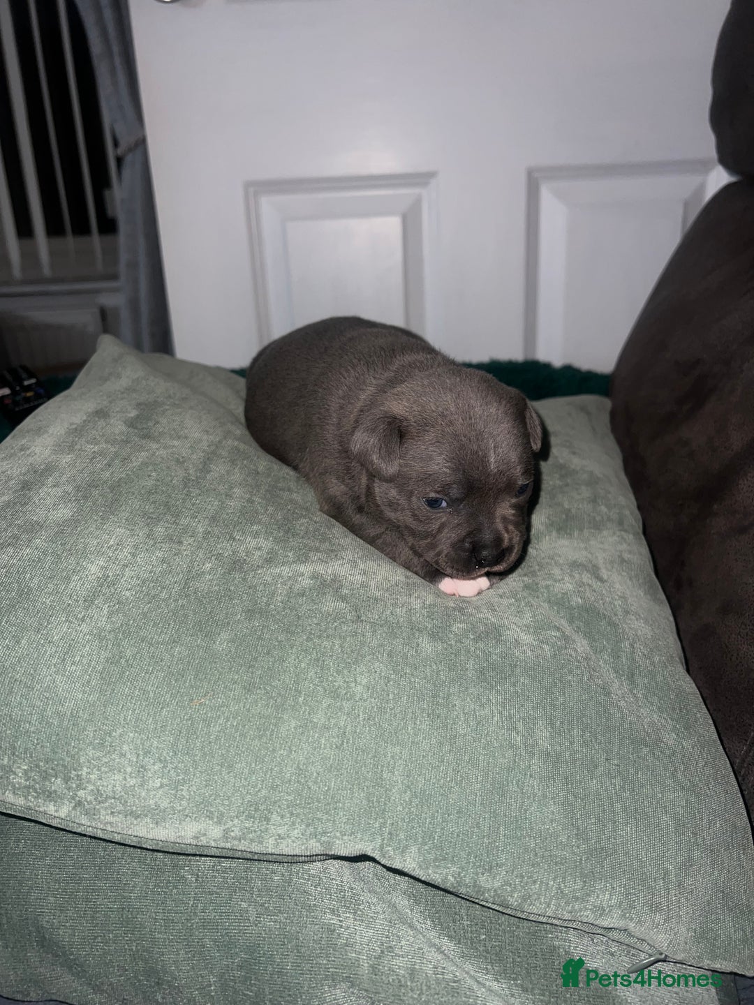 Staffordshire Bull Terrier dogs for sale: 🏆  GRAND CHAMPION Staffordshire Bull Terrier Pups - Image 15