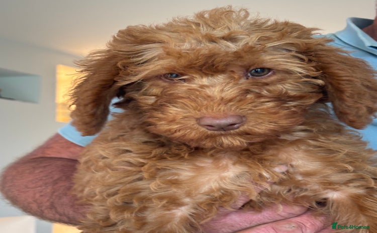 Labradoodle dogs - Advert 2
