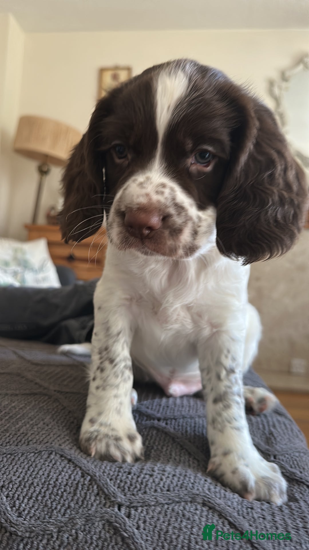 Spaniel Breed Working Springer Spaniel Puppies For Sale Field Bred