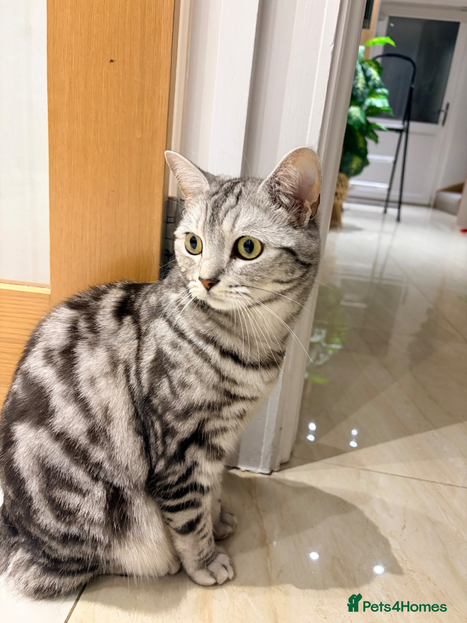 Mixed Breed cats 🐾 Adorable Adult BSH x Scottish Fold 🐾 - Advert 4