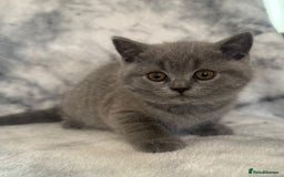 Scottish Fold cats for sale: 🐾 Scottish Fold Kittens – Sweet, Rare & Ready Now - Image 25