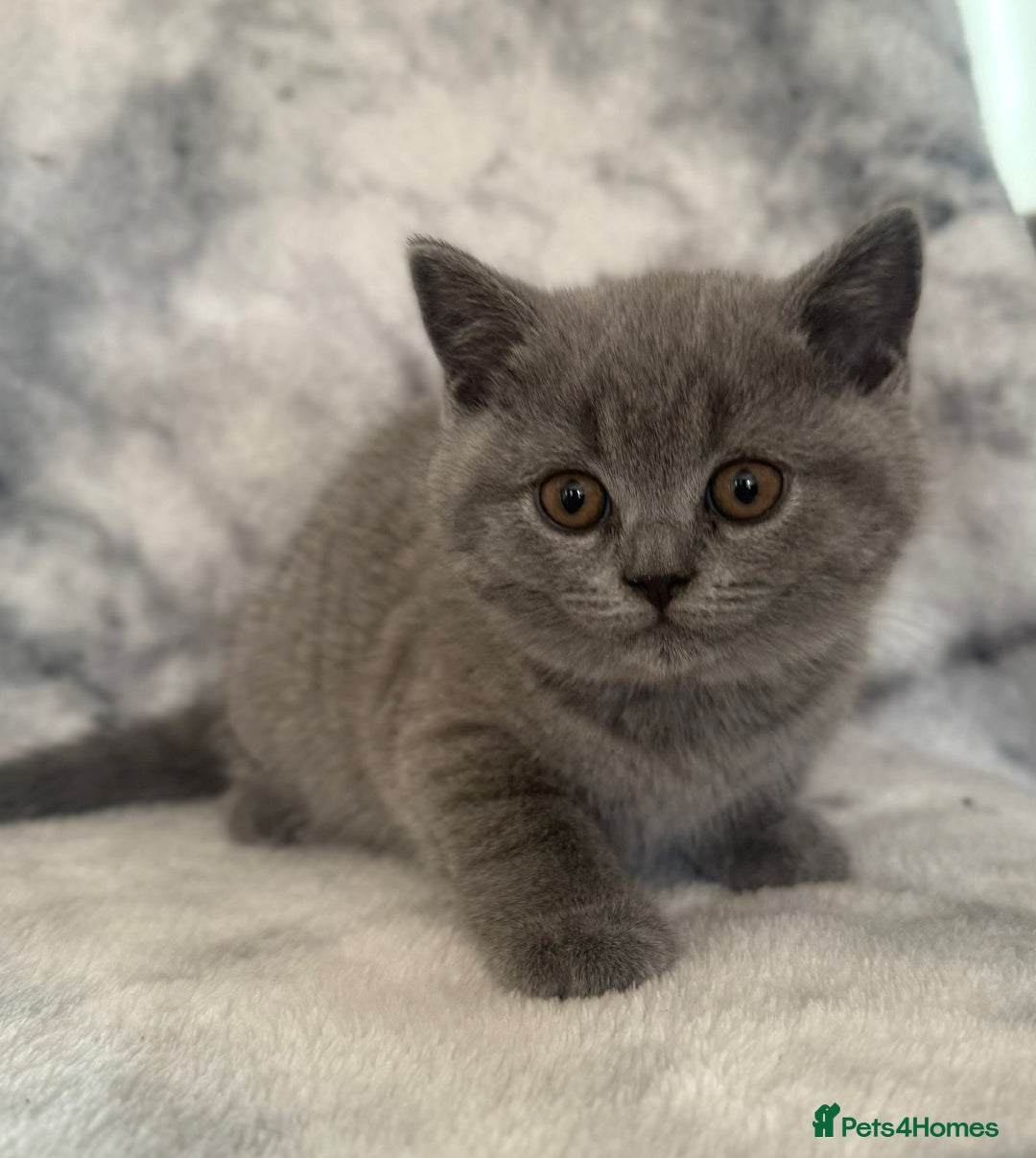 Scottish Fold cats for sale: 🐾 Scottish Fold Kittens – Sweet, Rare & Ready Now - Image 25