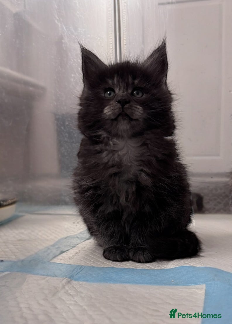 Maine Coon cats 🌟🌟Beautiful  Maine Coon kittens 🌟🌟🌟 - Advert 4