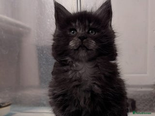 Maine Coon cats 🌟🌟Beautiful Maine Coon kittens 🌟🌟🌟 - Advert 4