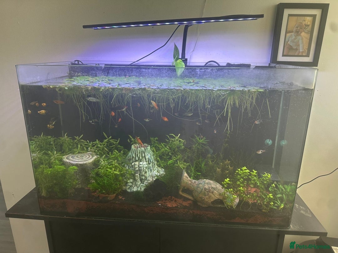 Platies fish for sale: 130L fish tank with stand everything included - Image 5
