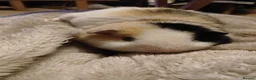Mixed Breed rodents for sale: Two male guinea pigs in Aldershot - Advert 2