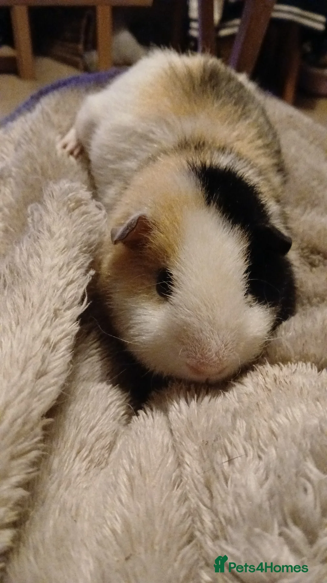 Mixed Breed rodents for sale: Two male guinea pigs in Aldershot - Advert 2