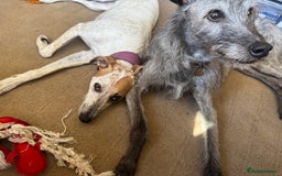 Lurcher dogs for sale: Litter of fabulous Lurchers - Image 5