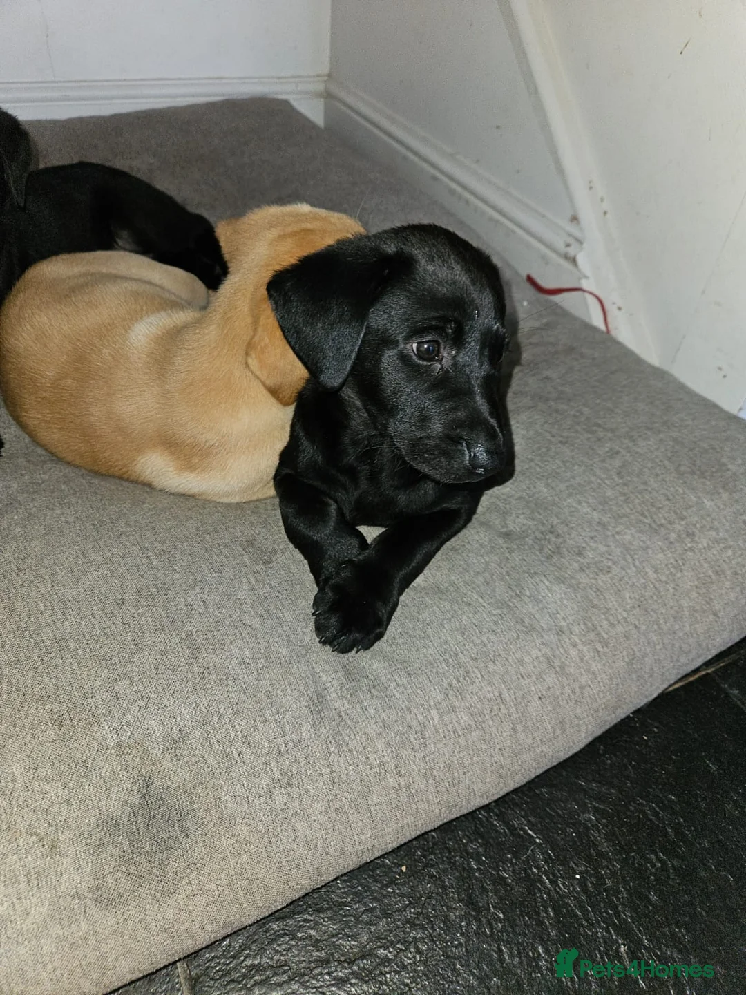 Labrador Retriever dogs for stud: PROVEN LABRADOR FOR STUD PROVEN  in Wolverhampton - Advert 5