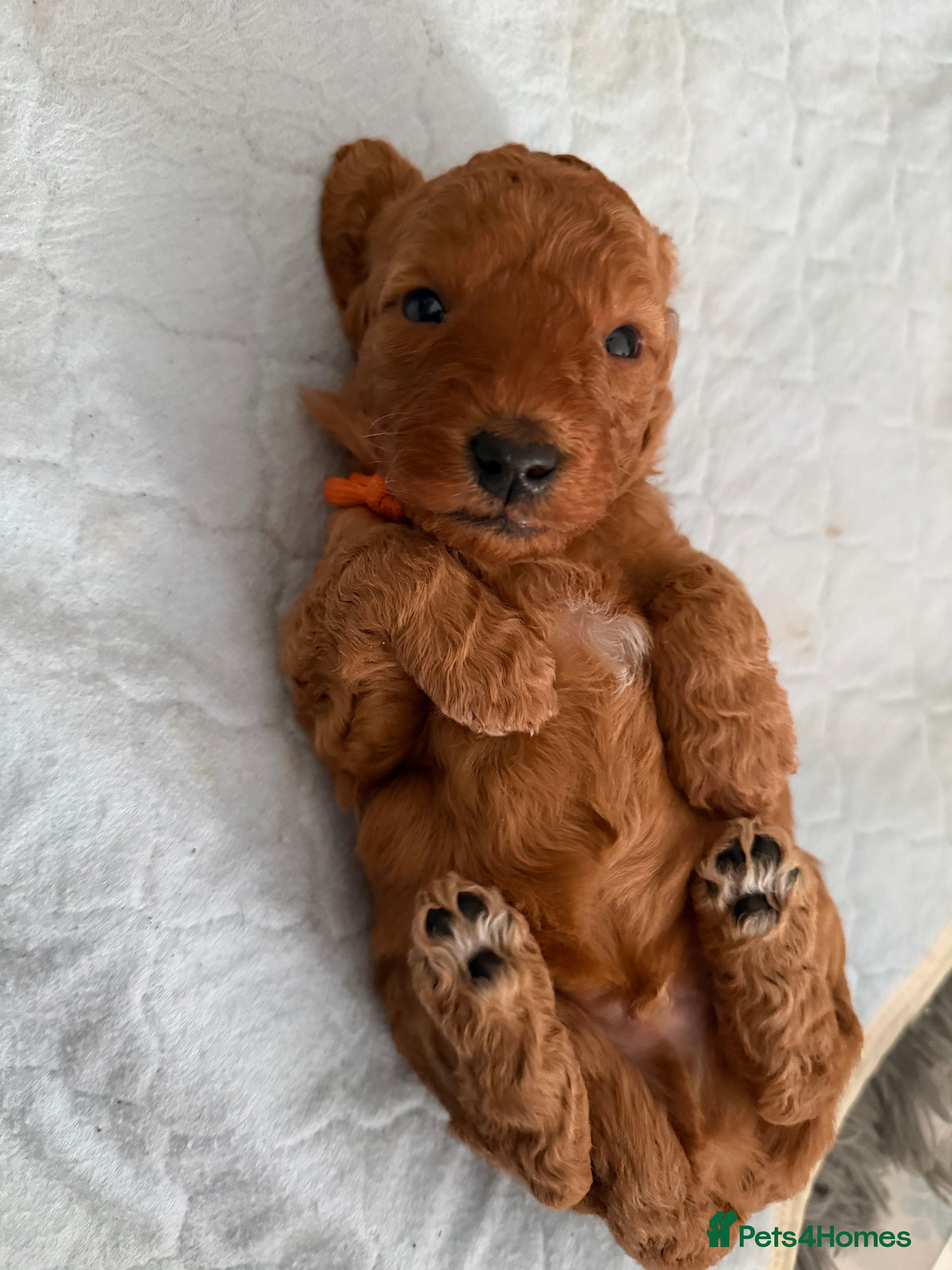 Australian Labradoodle dogs Australian Labradoodle puppies  - Advert 18