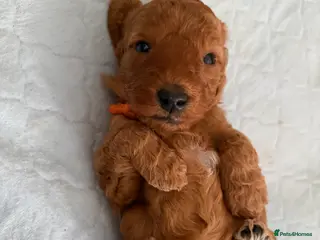 Australian Labradoodle dogs Australian Labradoodle puppies - Advert 18