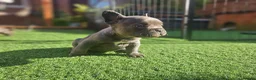 French Bulldog dogs for sale: Beautiful  KC registered French bulldog puppies  in Chorley - Advert 4