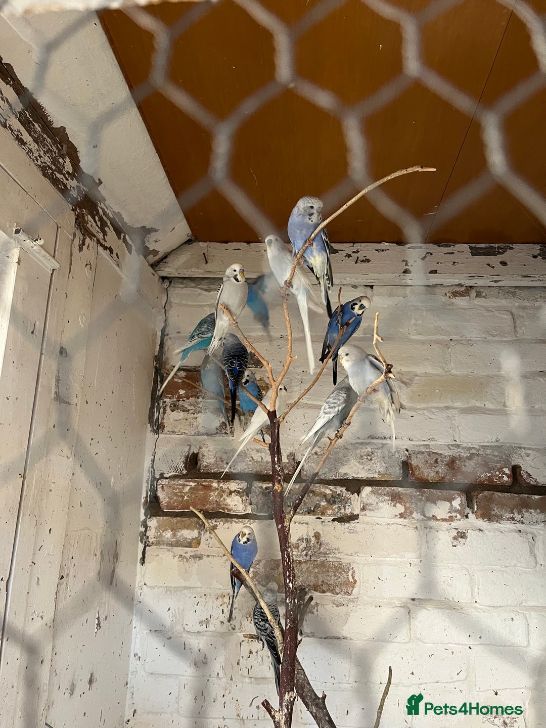 Mixed Breed birds for sale: Budgies for sale - Advert 12