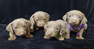 Miniature Dachshund dogs - Advert 5