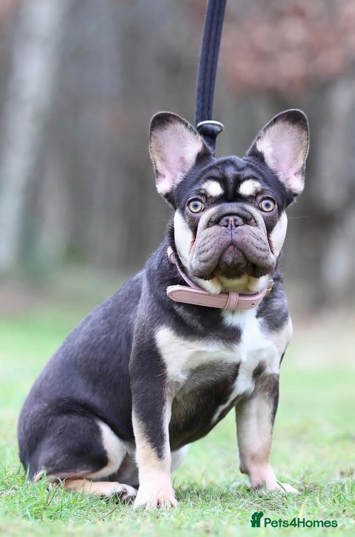French Bulldog dogs ✨ Stunning French Bulldog Puppies Available ✨ - Advert 1