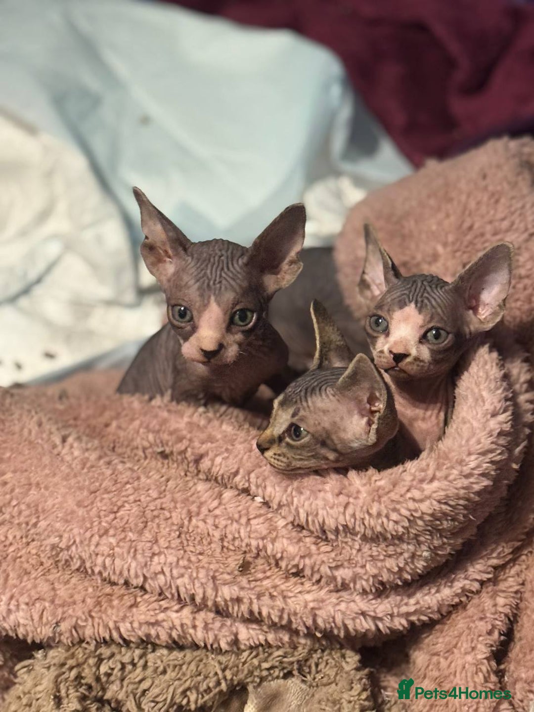 Sphynx cats for sale: Stunning Pedigree Sphynx Kittens - Advert 3