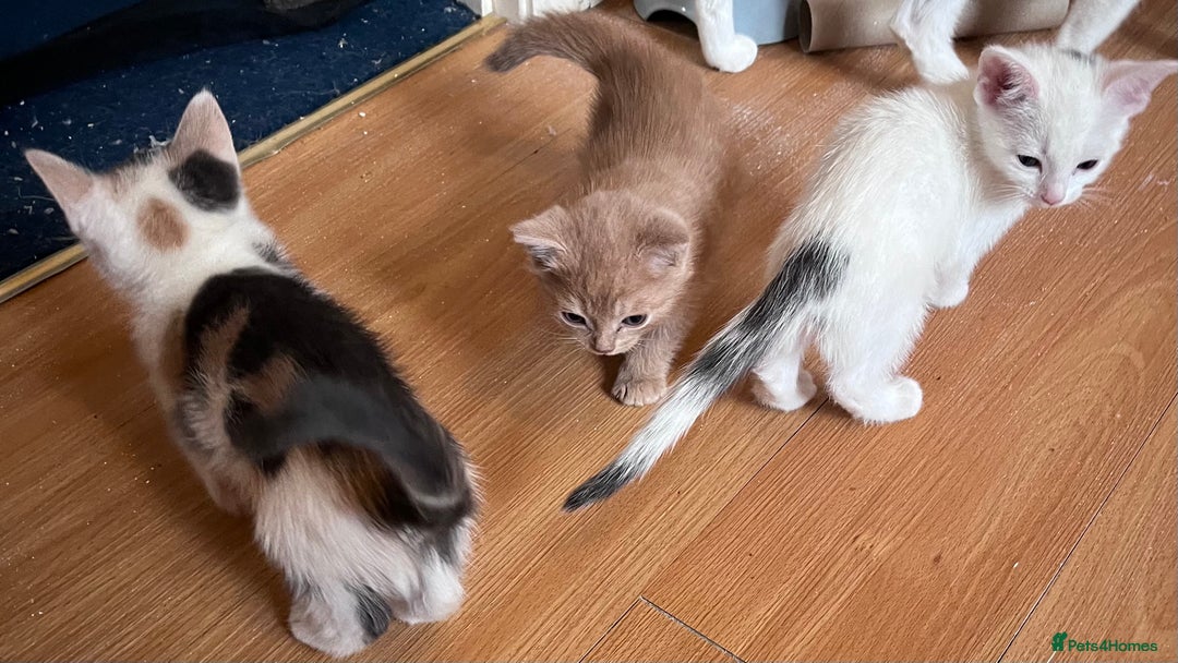 Mixed Breed cats for sale: Beautiful friendly kittens  - Advert 11