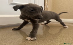 Mixed Breed dogs for sale: Stunning wiggy puppies  - Image 12