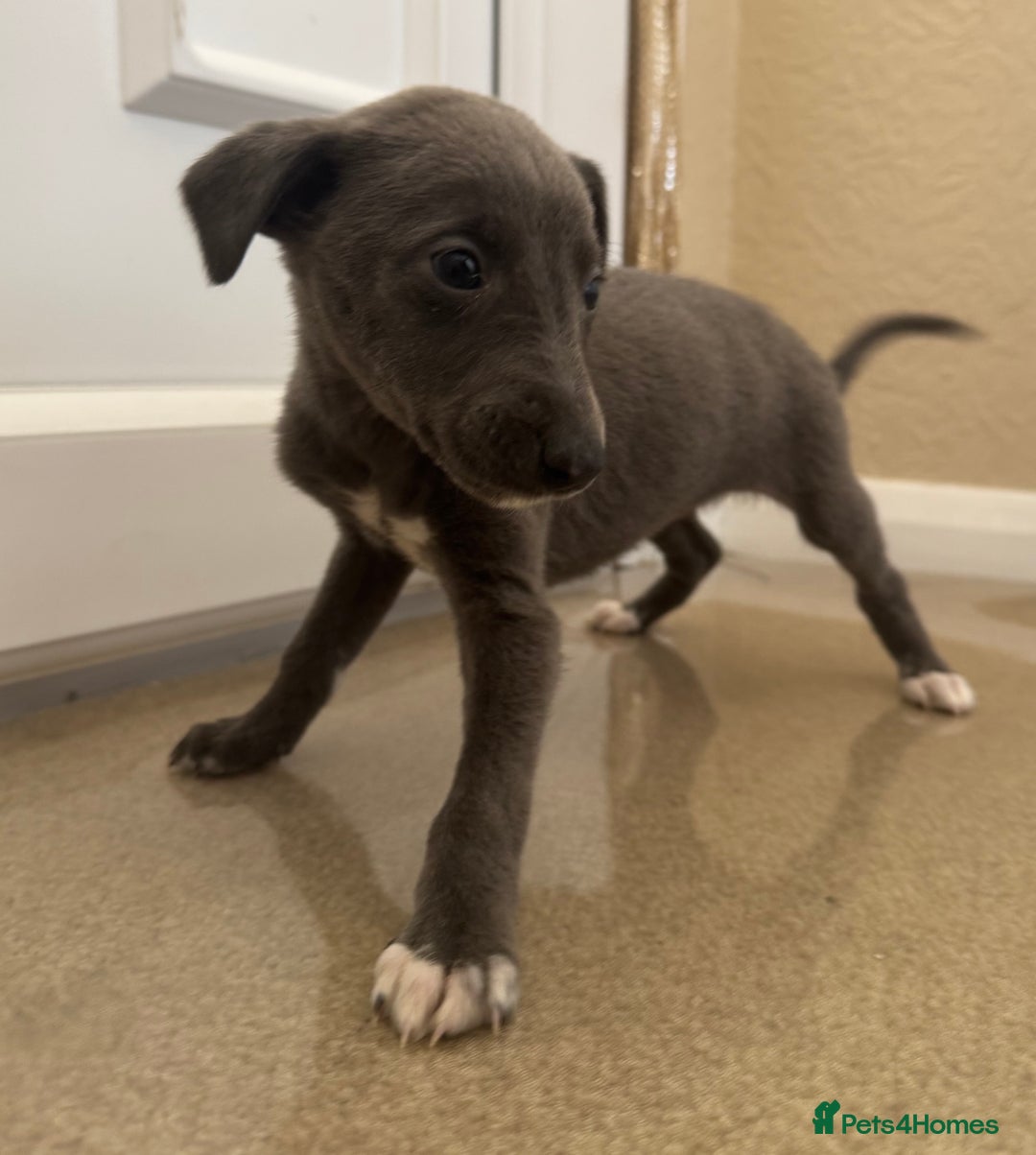 Mixed Breed dogs for sale: Stunning wiggy puppies  - Image 12