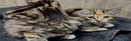 Siberian cats for sale: Gorgeous Part Siberian kittens  - Advert 3
