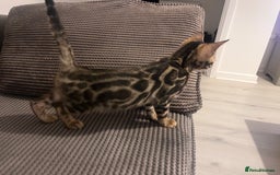 Bengal cats for sale: Stunning full pedigree bengal kittens *READY*  - Image 13