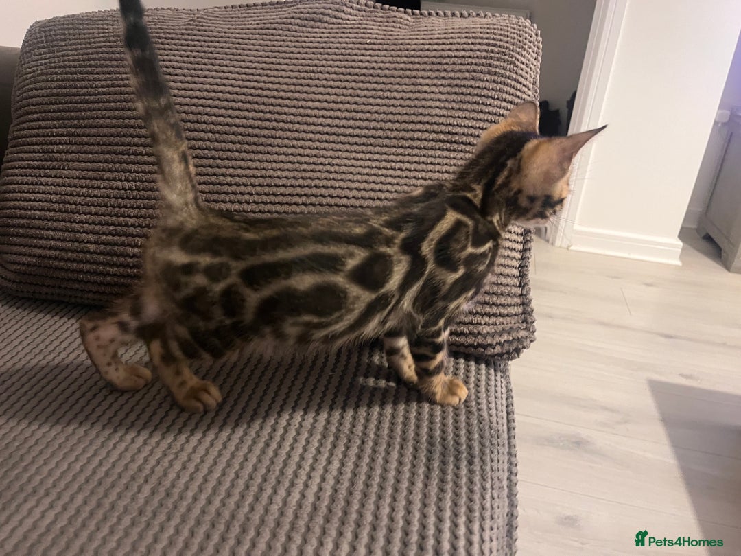 Bengal cats for sale: Stunning full pedigree bengal kittens *READY*  - Image 13