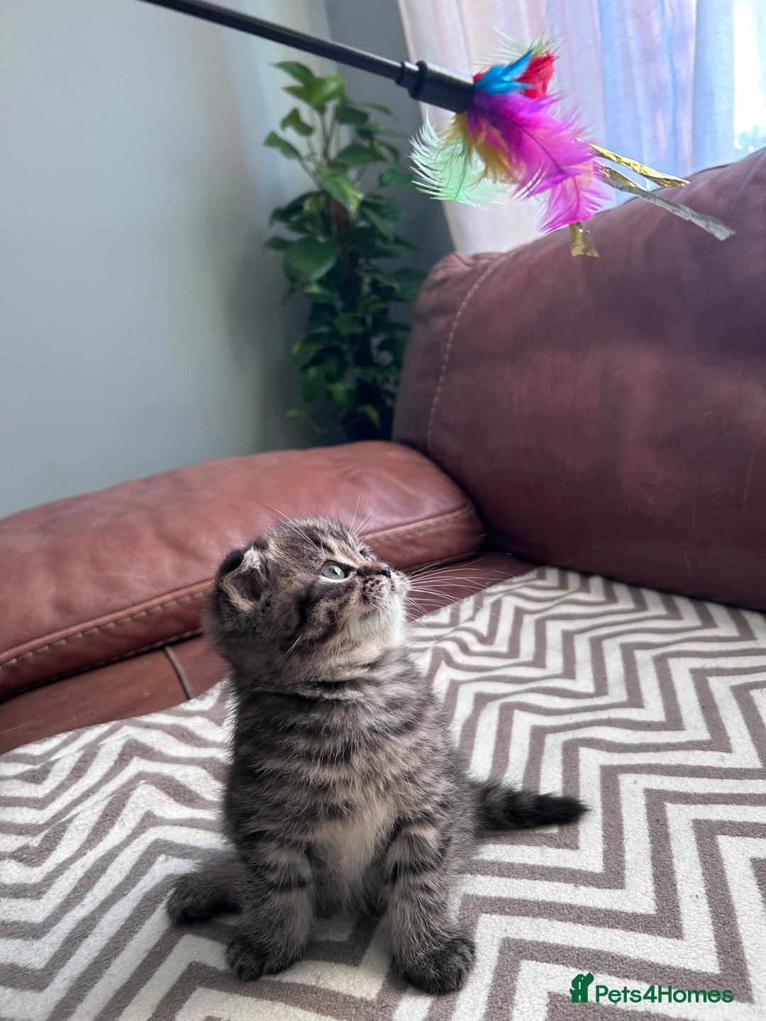 Scottish Fold cats for sale: Little buddies looking for home - Advert 2