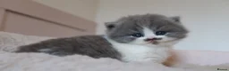 British Longhair cats for sale: PEDIGREE British Longhair kittens - Advert 5