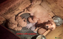 Labradoodle dogs for sale: F1 beautiful labradoodles  - Image 3