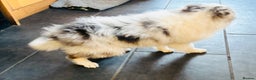 Shetland Sheepdog dogs for sale: Beautiful blue Merle boy puppy  - Advert 5