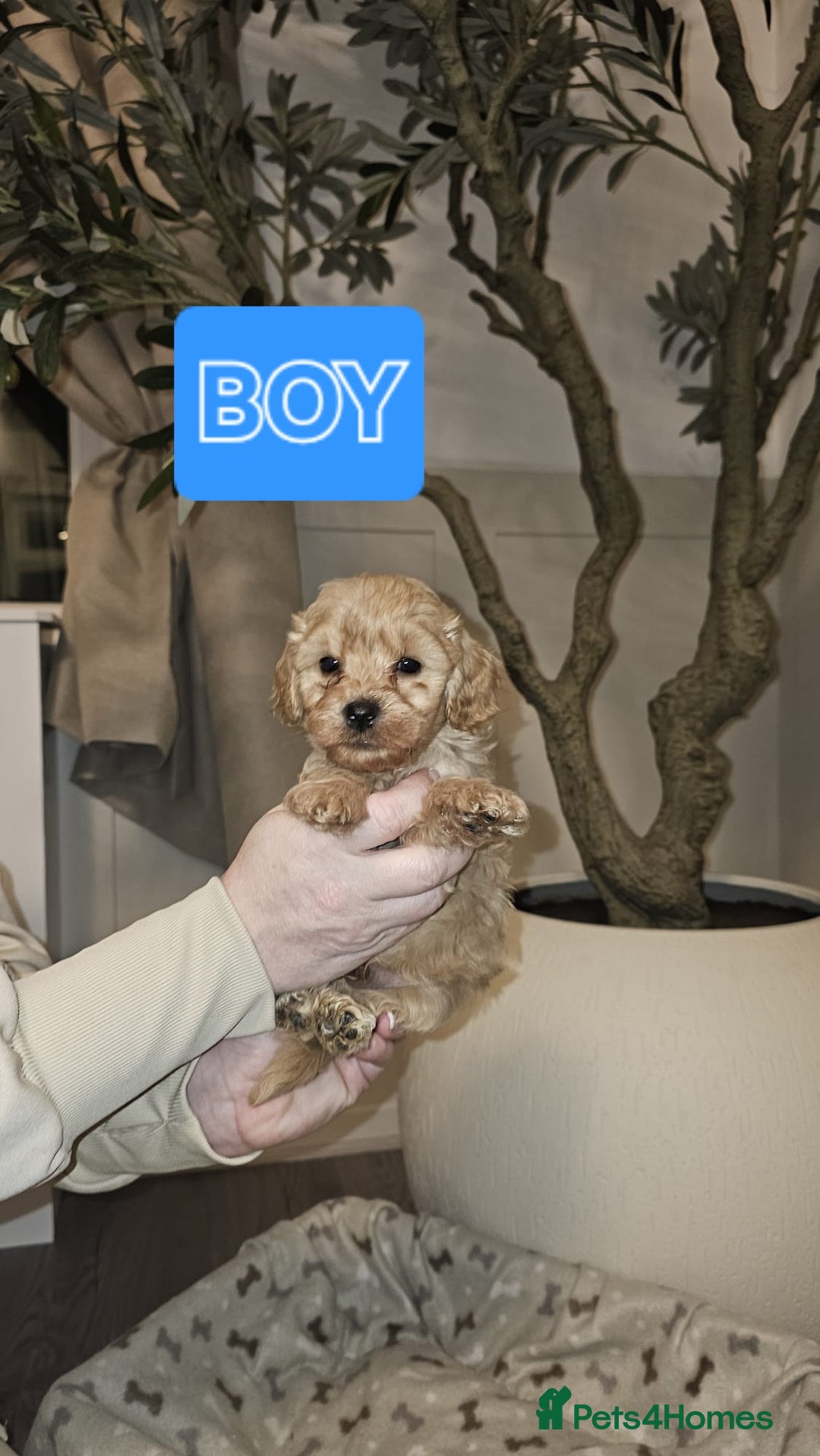 Cavapoo dogs for sale: F1B Cavapoo puppies  - Advert 7