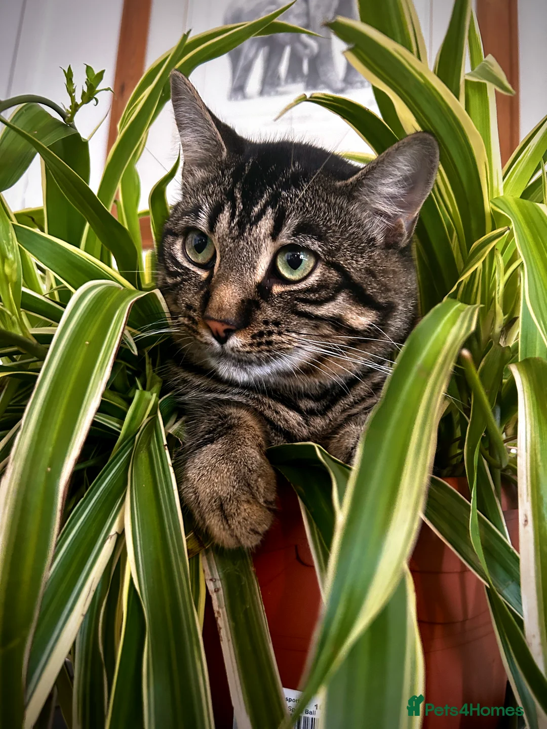 Bengal cats for sale: Otis  - Advert 3