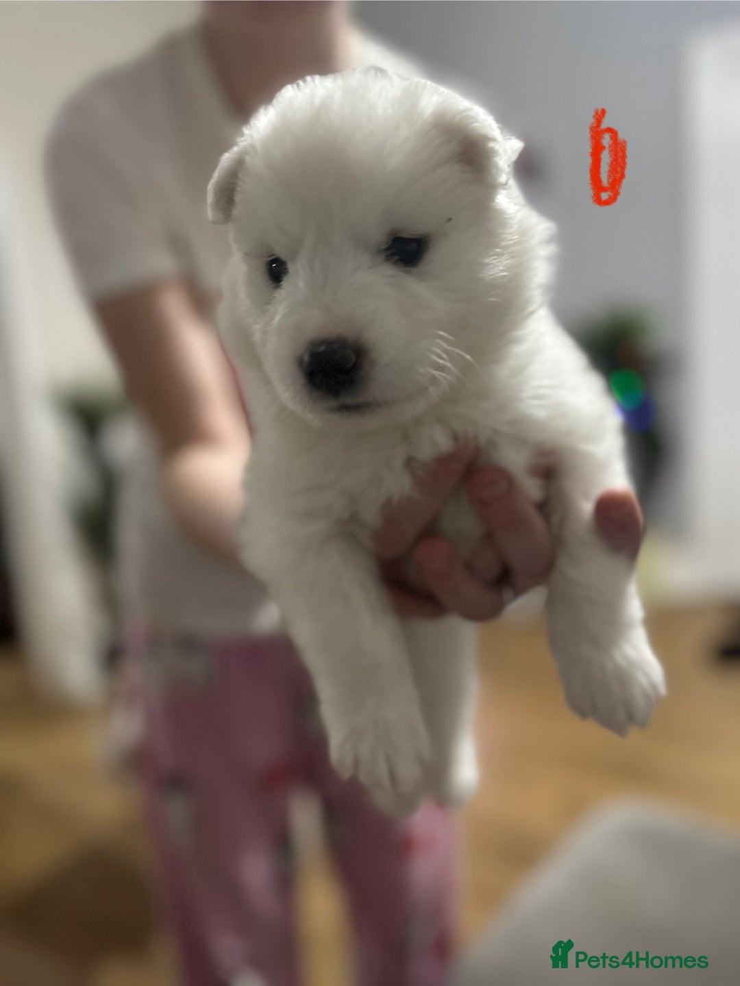 Samoyed dogs for sale: Adorable Samoyed Puppies for Sale!  - Advert 28