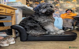 Goldendoodle dogs for stud: Frankie doodle for stud only.   - Image 7